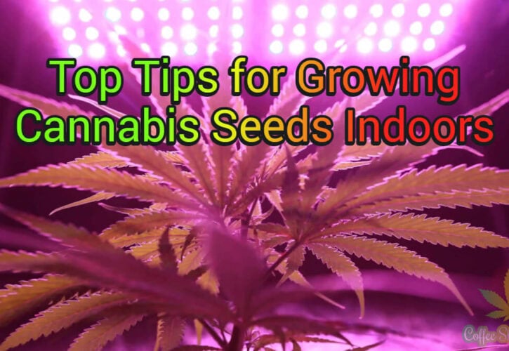 Top Tips for Growing Cannabis Seeds Indoors
