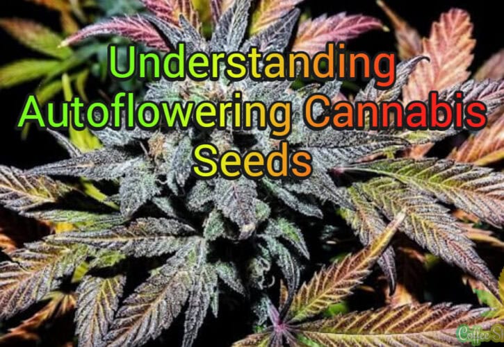 Understanding Autoflowering Cannabis Seeds: A Guide to Their Benefits and Growing Techniques