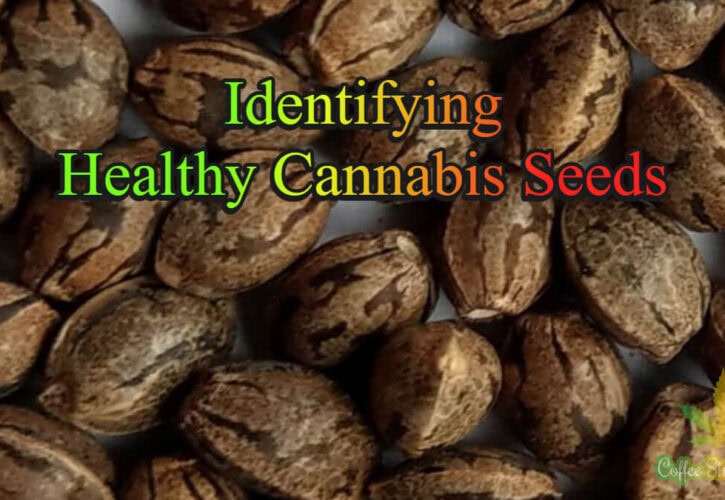 Identifying Healthy Cannabis Seeds – A Simple Guide