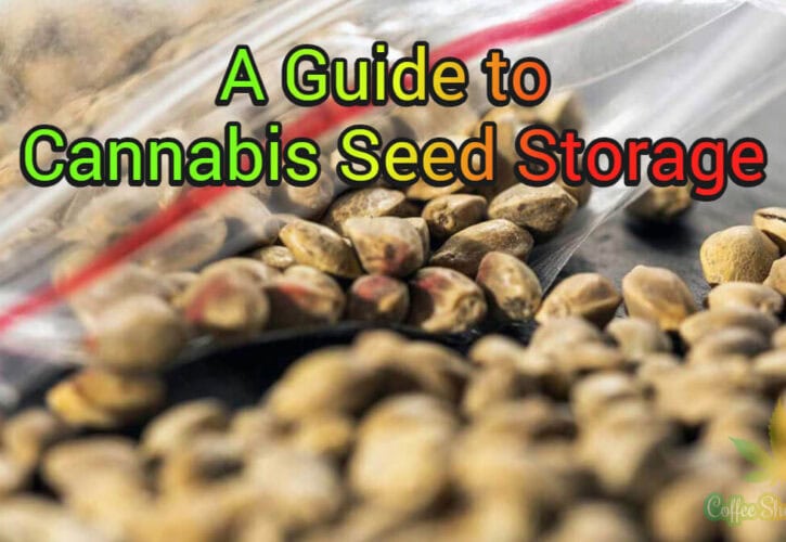 Cannabis Seed Storage: Tips and Tricks for Preserving Seed Quality and Viability
