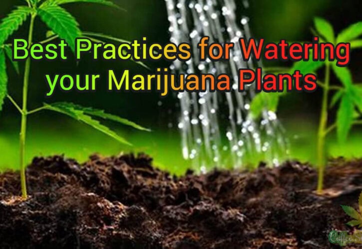 Best Practices for Watering your Marijuana Plants