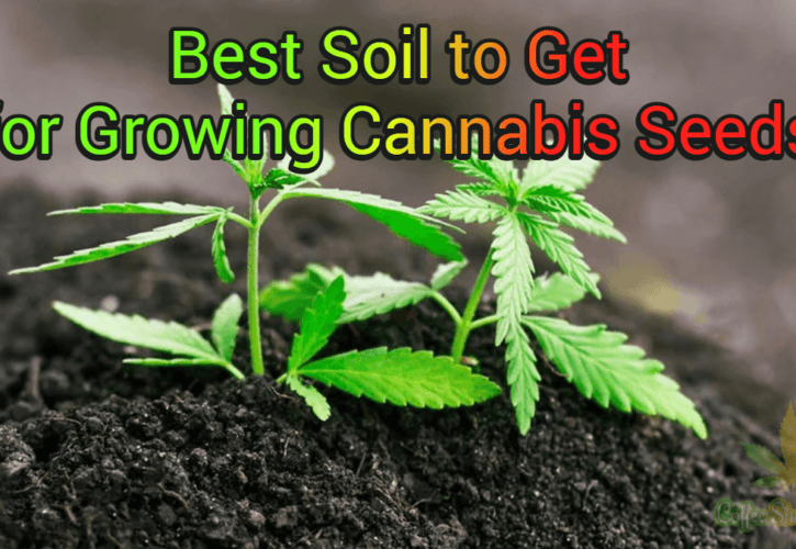 A Quick Guide on Choosing the Best Soil for Your Cannabis Seeds