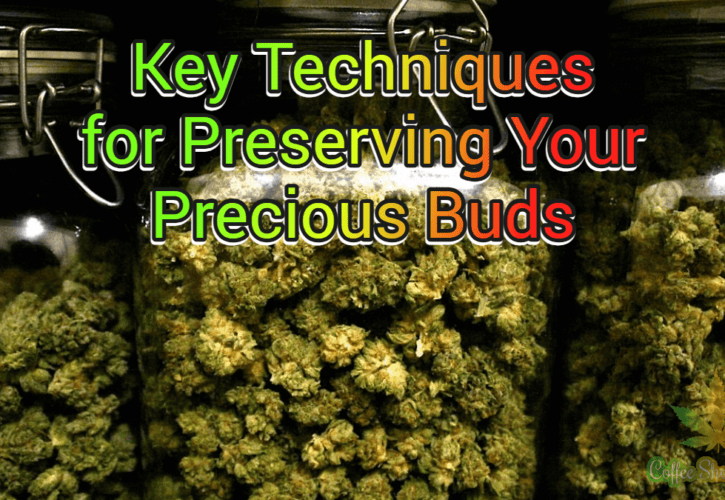 Cannabis Storage Solutions: Unveil the Key Techniques for Preserving Your Precious Buds