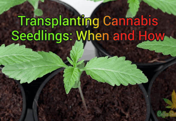 When and How to Transplant Your Cannabis Seedlings