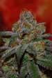 Grape Lime Ricky Regular Seeds