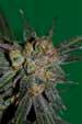 Grape Lime Ricky Regular Seeds - Image 2