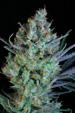 Jacked - Up Regular Seeds
