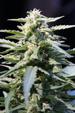 Jacked - Up Regular Seeds - Image 2