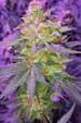 Pina Rita Regular Seeds