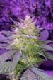 Pina Rita Regular Seeds - Image 2