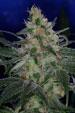 Purple Apollo - 13 Regular Seeds