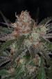 Purple Apollo - 13 Regular Seeds - Image 2