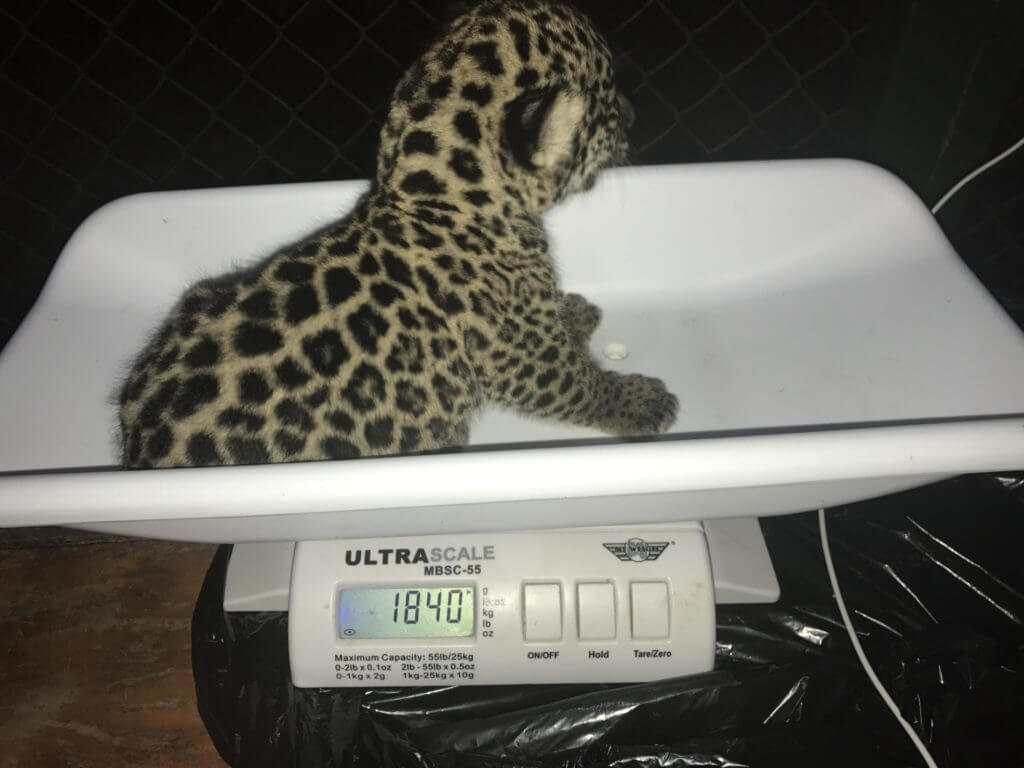 Baby jaguar rescued by NATUWA Wildlife Rescue Center