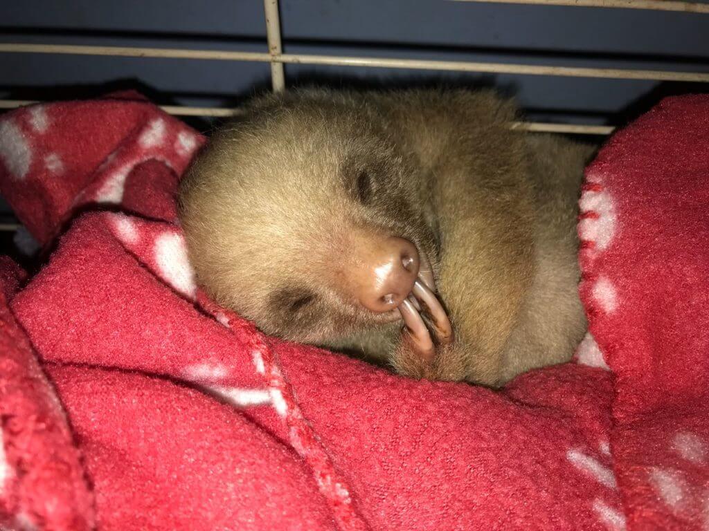 Baby Sloth rehabilitation by NATUWA Sanctuary Costa Rica