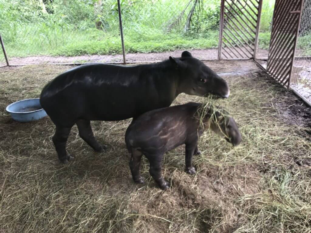 Animal rescue, Mandy the rescued tapir and her son
