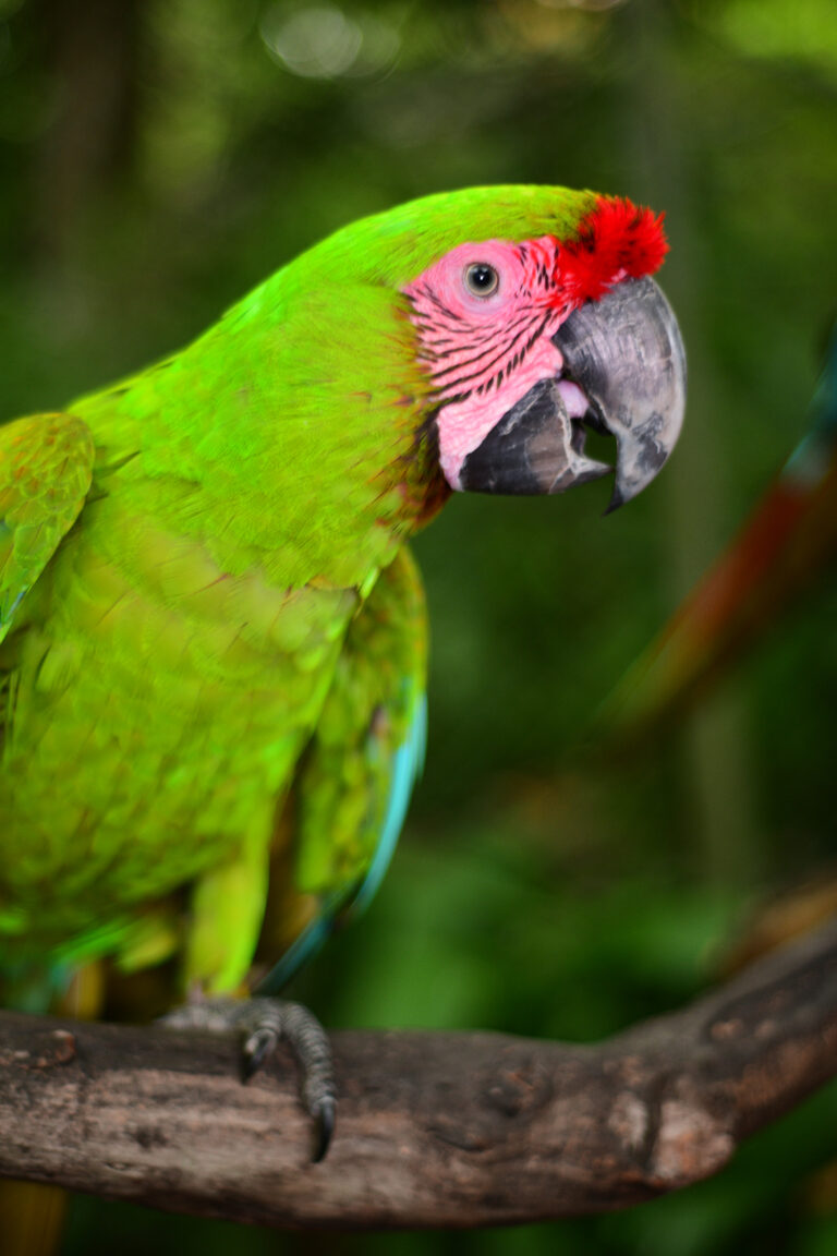Great green macaw ara ambiguus Costa Rica