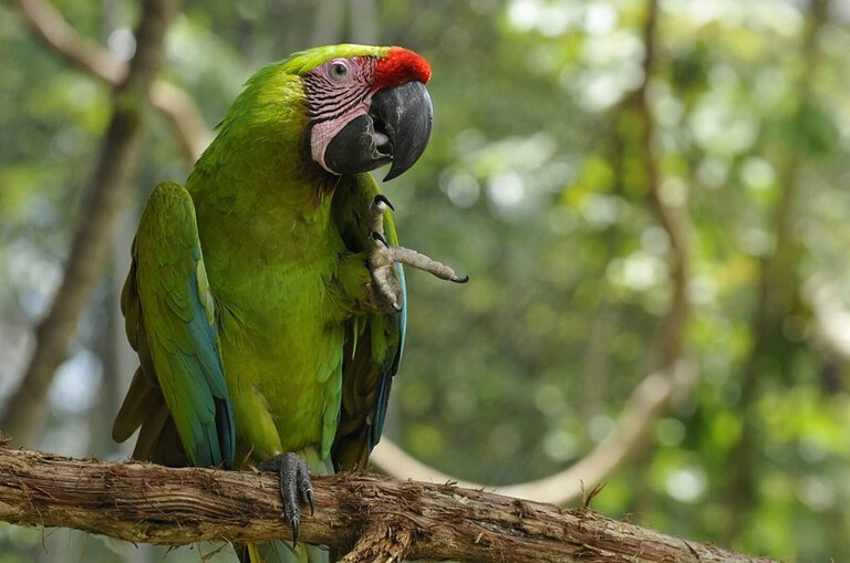 Ara ambiguus, macaw conservation project NATUWA