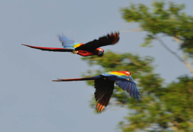 Macaw conservation by NATUWA Sanctuary