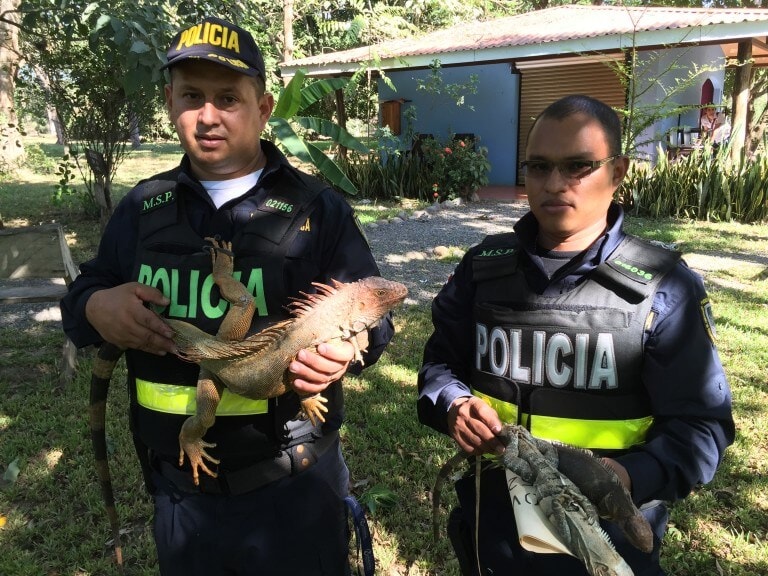 Iguanas decommitted by the Public Force (Police) of Costa Rica.