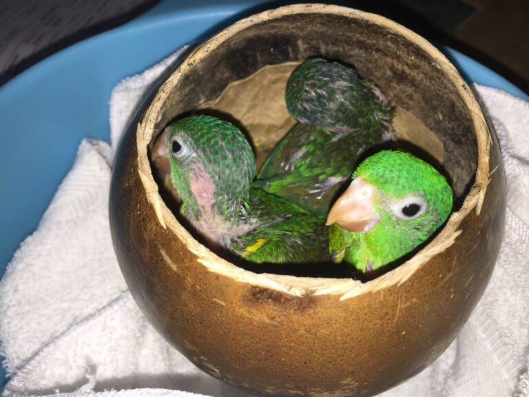Read more about the article Orange-chinned Parakeet (<em>Brotogeris jugularis</em>)