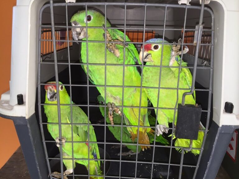 Read more about the article Parrots