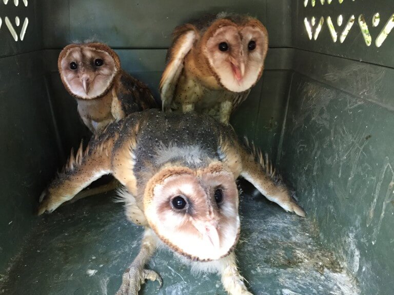 Read more about the article Barn Owl (<i>Tyto alba</i>)