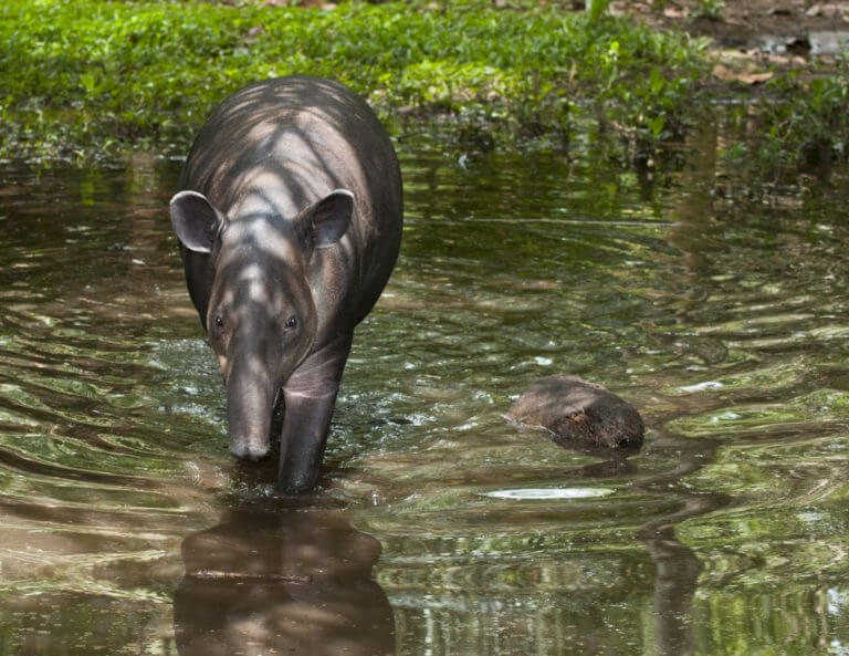 Bibri el tapir en el Santuario NATUWA, Costa Rica