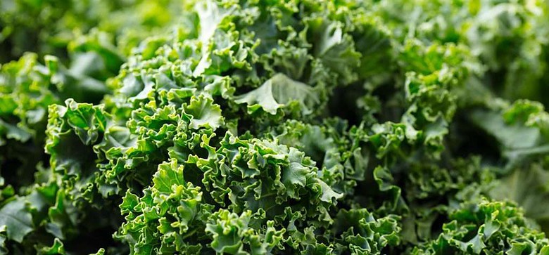 Fresh kale leaves, salad for glutathione support
