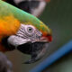 Hibrid macaw
