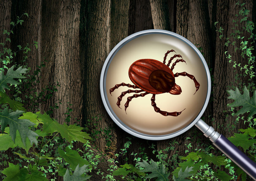 Lyme