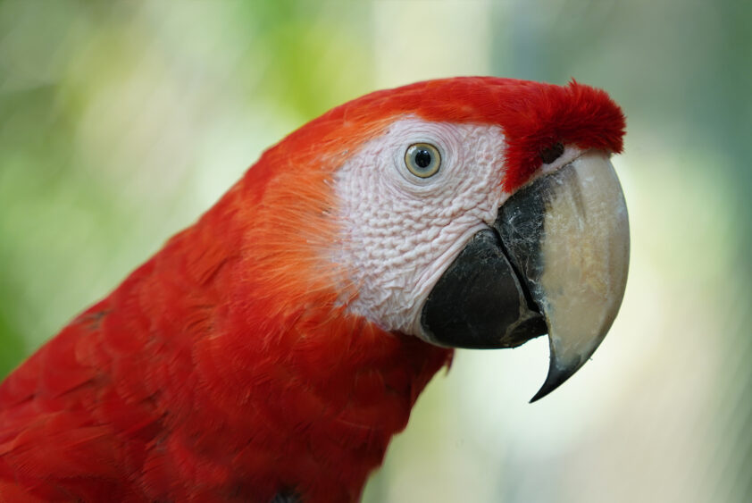 Retrato de guacamayo rojo en Natuwa Santuario de Vida Silvestre