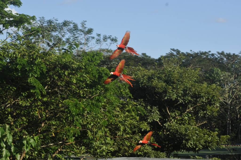 Macaw conservation NATUWA Costa Rica.
