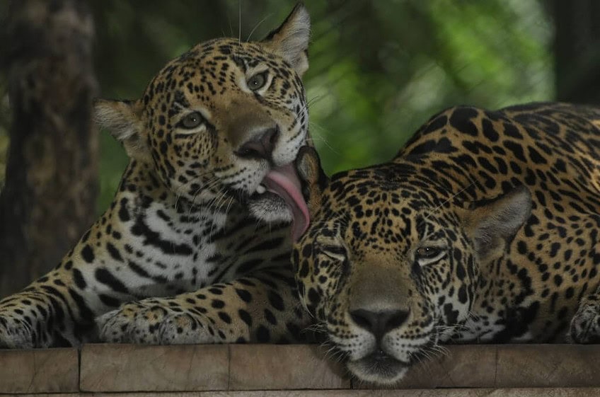 Rescate Jaguar: Onka y Baguira