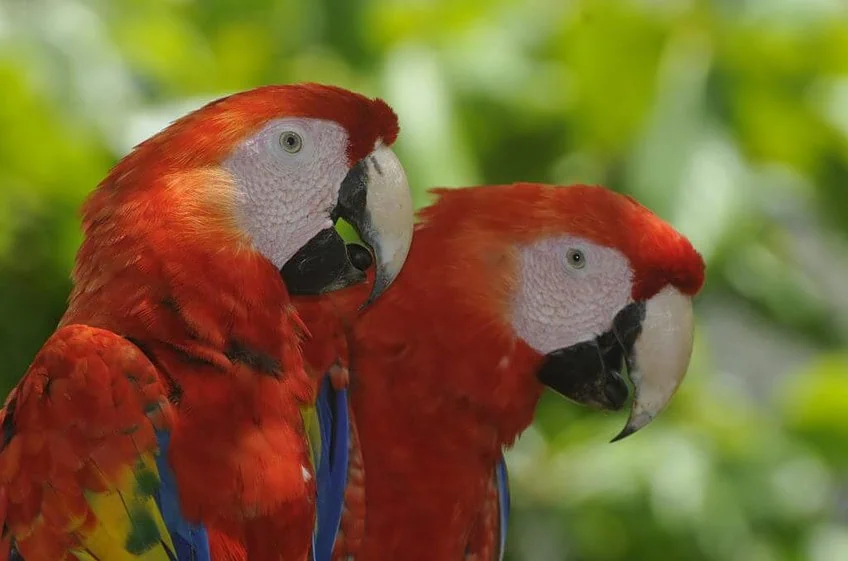 Macaw Conservation NATUWA Costa Rica.