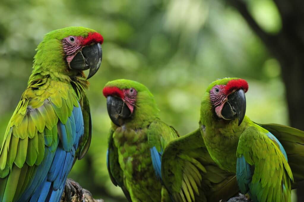 Macaw conservation NATUWA Costa Rica.