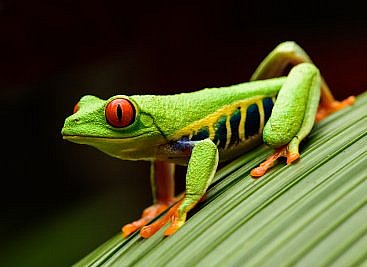 job hopper