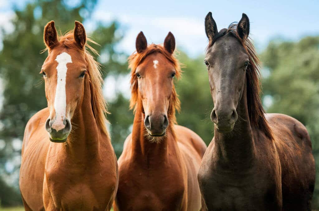 Hi Form Equine – Premium Horse Supplements