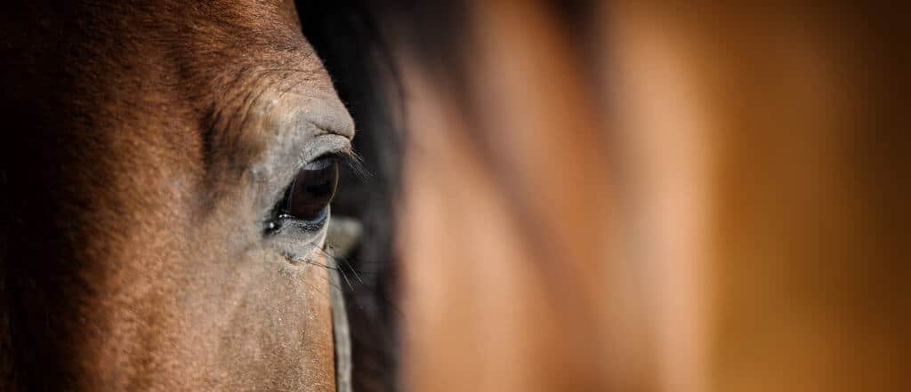 Hi Form Equine – Premium Horse Supplements