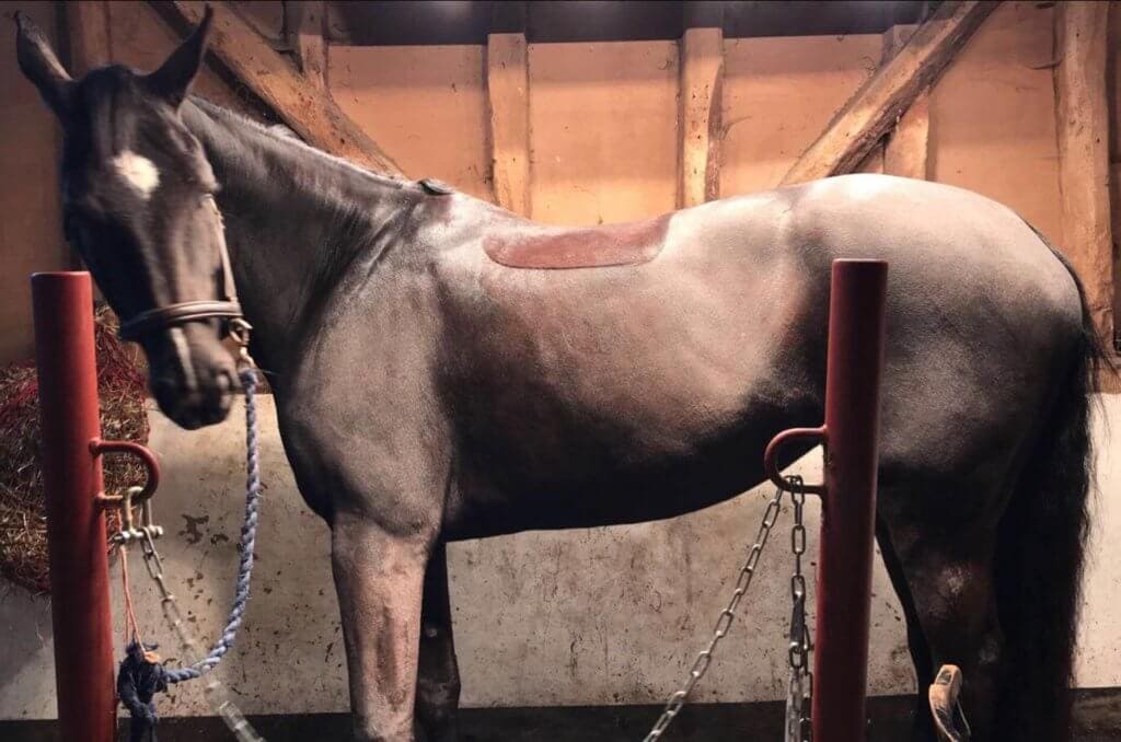 Hi Form Equine – Premium Horse Supplements
