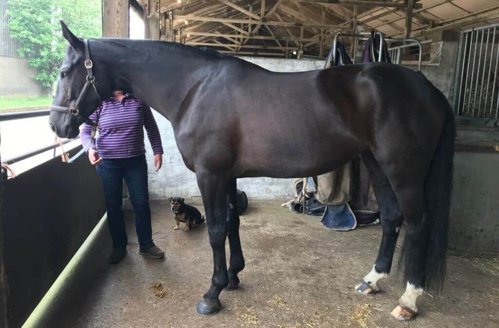Hi Form Equine – Premium Horse Supplements