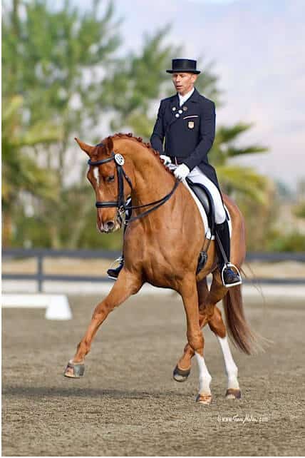 Hi Form Equine – Premium Horse Supplements