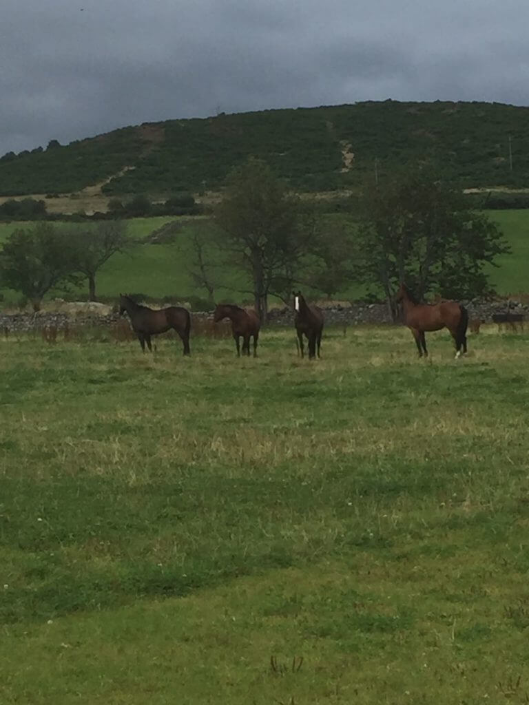 Hi Form Equine – Premium Horse Supplements