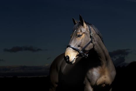 Hi Form Equine – Premium Horse Supplements