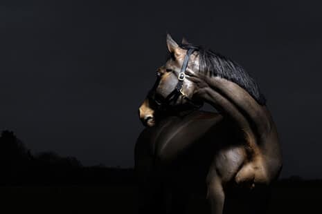 Hi Form Equine – Premium Horse Supplements