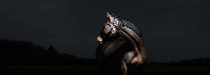 Hi Form Equine – Premium Horse Supplements