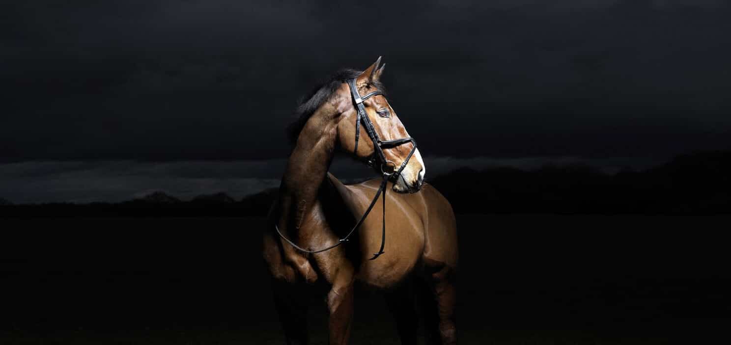Hi Form Equine Strecth Header - Matthew Seed Photography
