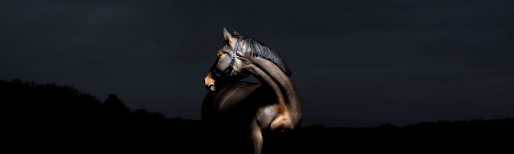 Hi Form Equine – Premium Horse Supplements