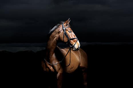 Hi Form Equine – Premium Horse Supplements