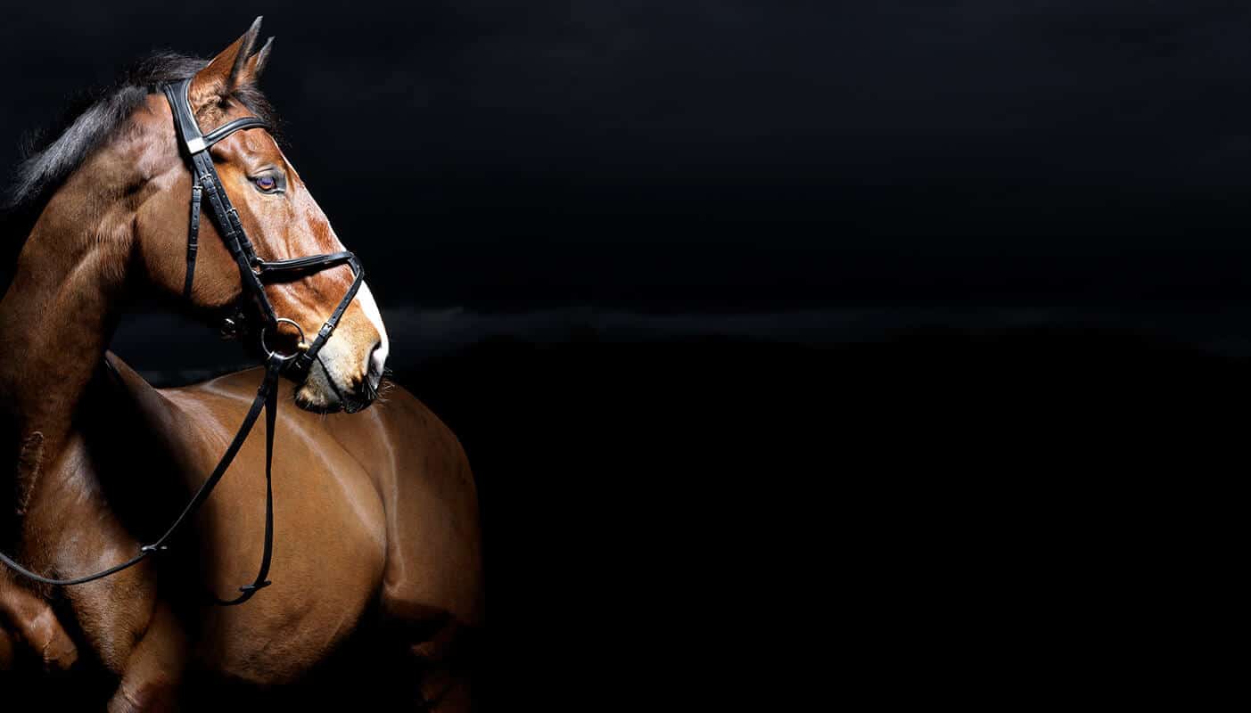 Hi Form Equine Stretch Header - Matthew Seed Photography