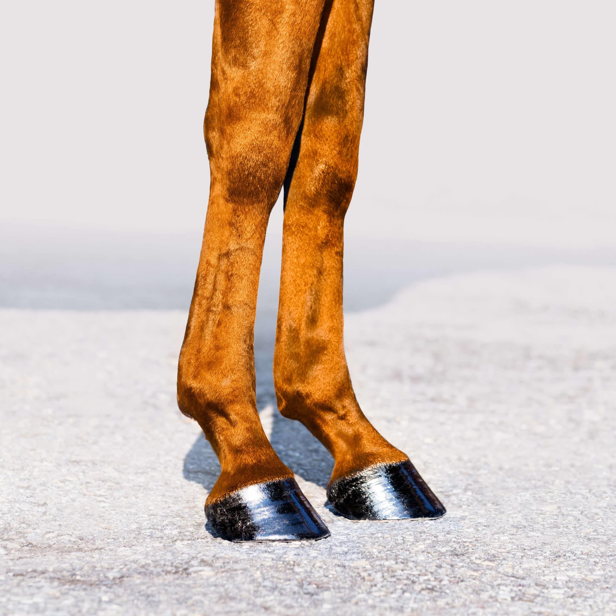 Hi Form Horse Joints and Muscles Blog
